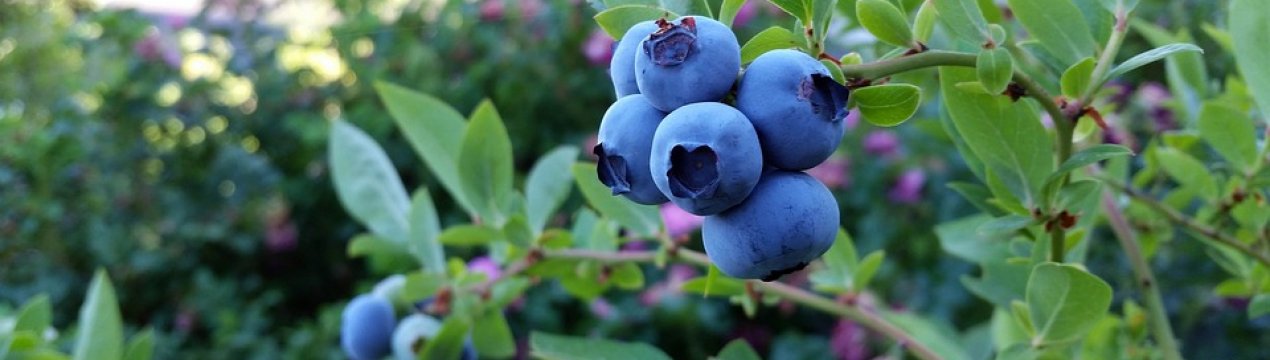 В Україні налічується 14 виробників органічної лохини