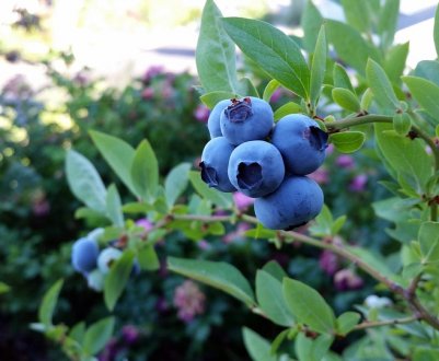 В Україні налічується 14 виробників органічної лохини