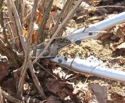 Агрус восени: правильна обрізка і догляд для новачків