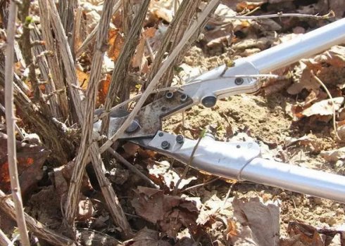 Агрус восени: правильна обрізка і догляд для новачків