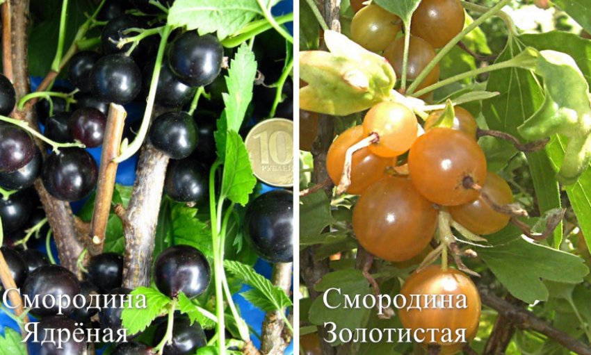 Смородина татьянин день красная смородина. 98899.pu2350.850. Смородина татьянин день красная смородина фото. Смородина татьянин день красная смородина-98899.pu2350.850. картинка Смородина татьянин день красная смородина. картинка 98899.pu2350.850. Добавить в избранное