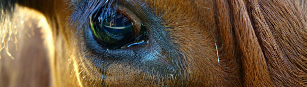 Особливості будови очей корови