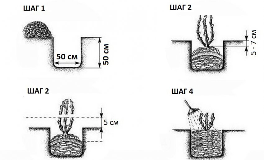 Схема посадки смородини