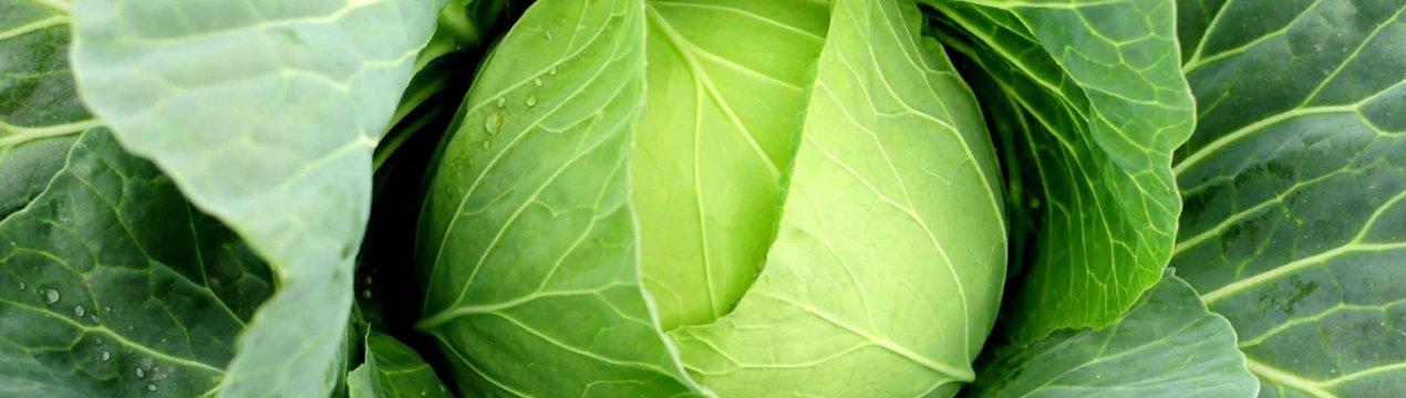 В Україні сильно подешевшала капуста білокачанна