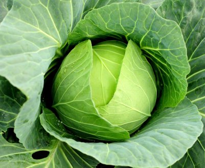 В Україні сильно подешевшала капуста білокачанна