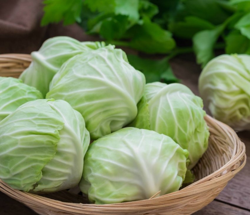 В Україні сильно подешевшала білокачанна капуста В Україні сильно подешевшала білокачанна капуста