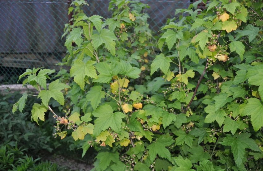 Кус смородини