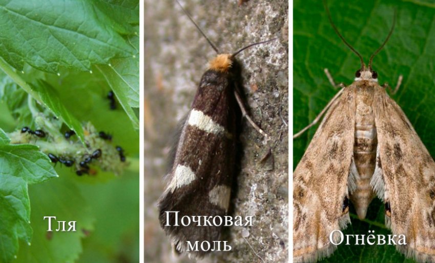 Смородина татьянин день красная смородина. 98912.pu23qo.850. Смородина татьянин день красная смородина фото. Смородина татьянин день красная смородина-98912.pu23qo.850. картинка Смородина татьянин день красная смородина. картинка 98912.pu23qo.850. Добавить в избранное