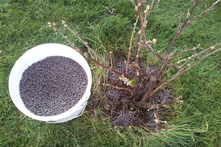 Добриво чорної смородини