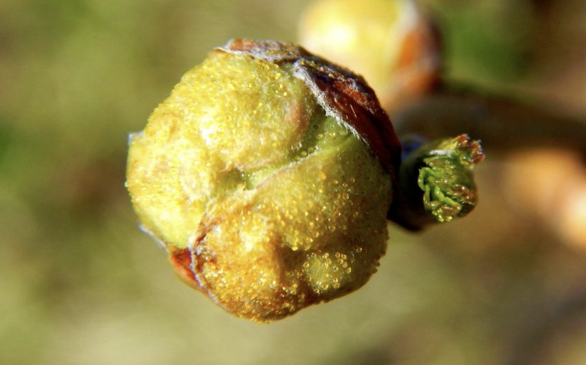 Кліщі на нирках смородини