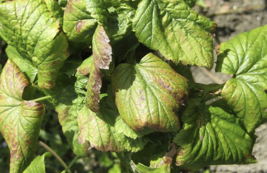 Антракноз смородини