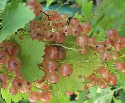 Смородина гібридна Рожевий перли — основні характеристики