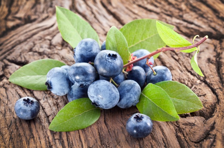 В Україні налічується 14 виробників органічної лохини