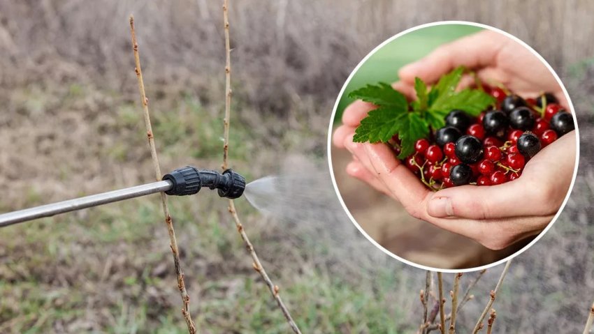 Обприскування смородини