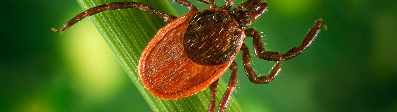 Кліщі «закохалися» в співробітників російського сільського господарства