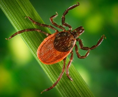 Кліщі «закохалися» в співробітників російського сільського господарства