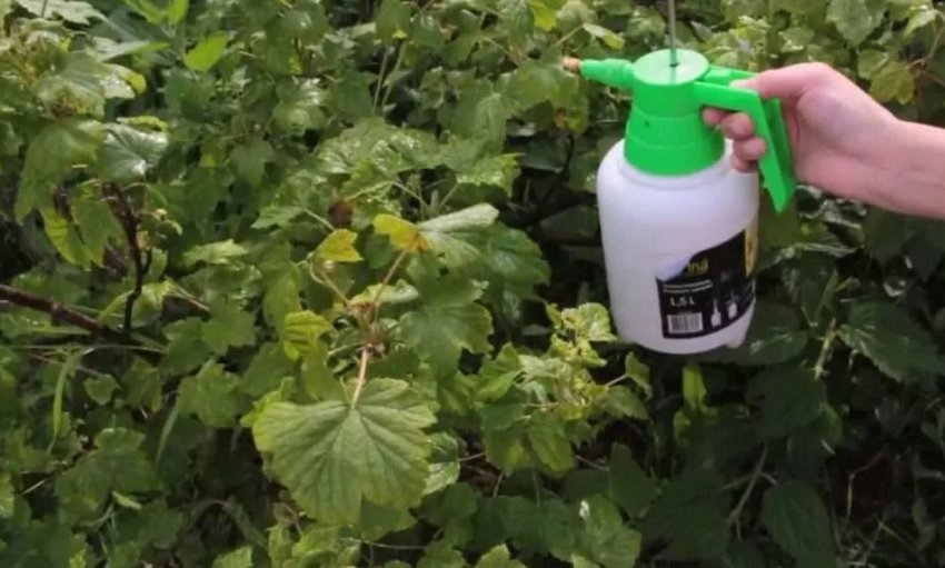 Обробка смородини