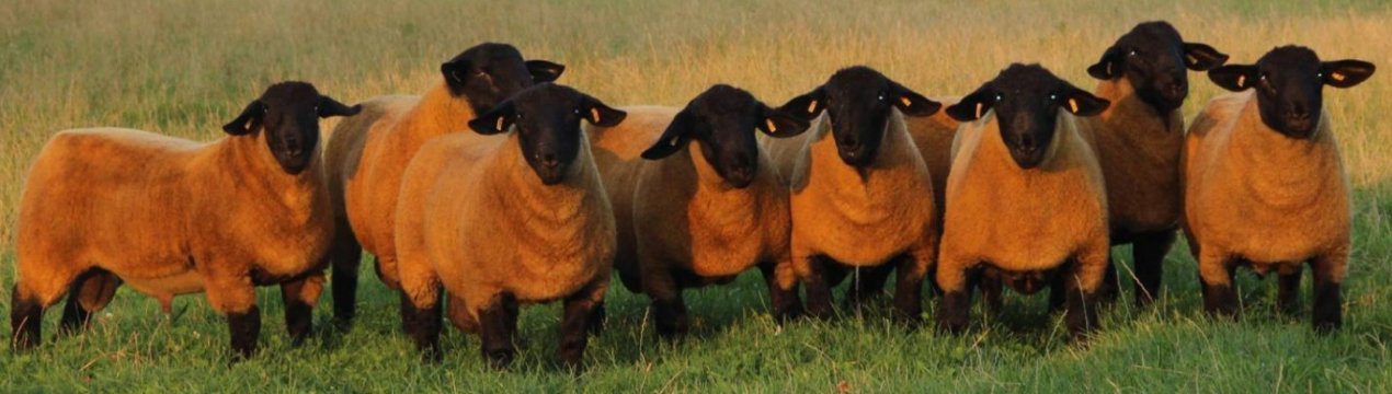 Англійська порода овець Суффолк: зовнішній вигляд, опис овець і баранів породи