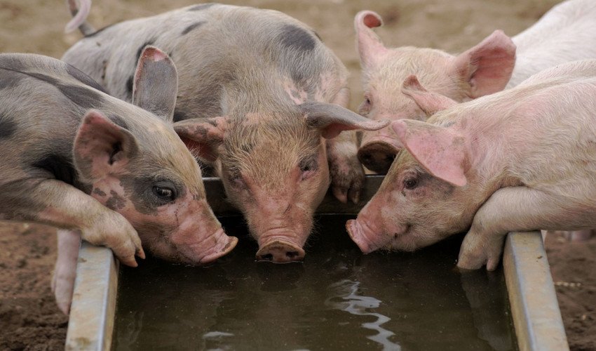 Свині породи П`єтрен