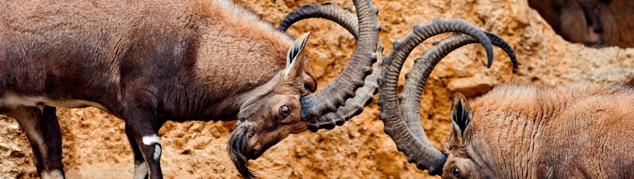 Осетинські тваринники допоможуть відновити колишню чисельність унікальних козлов з Червоної книги