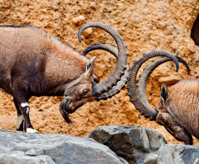 Осетинські тваринники допоможуть відновити колишню чисельність унікальних козлов з Червоної книги