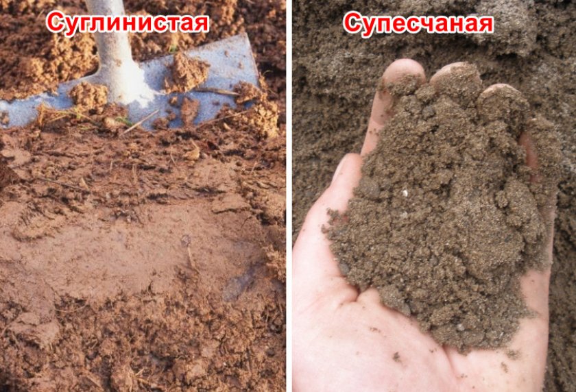 Сорт смородины розовый жемчуг фото. . Сорт смородины розовый жемчуг фото фото. Сорт смородины розовый жемчуг фото-. картинка Сорт смородины розовый жемчуг фото. картинка . Розовая смородина — ягодный кустарник. А ее вкусные, ароматные, полезные плоды давно зарекомендовали себя с положительной стороны. Приобретенная популярность не теряет актуальности и на сегодняшний день. Происхождение садовой смородины как культуры уходит далеко своими корнями. В 19-й век, когда ее, представительницу лесной фауны, выкапывали и определяли на подворья.