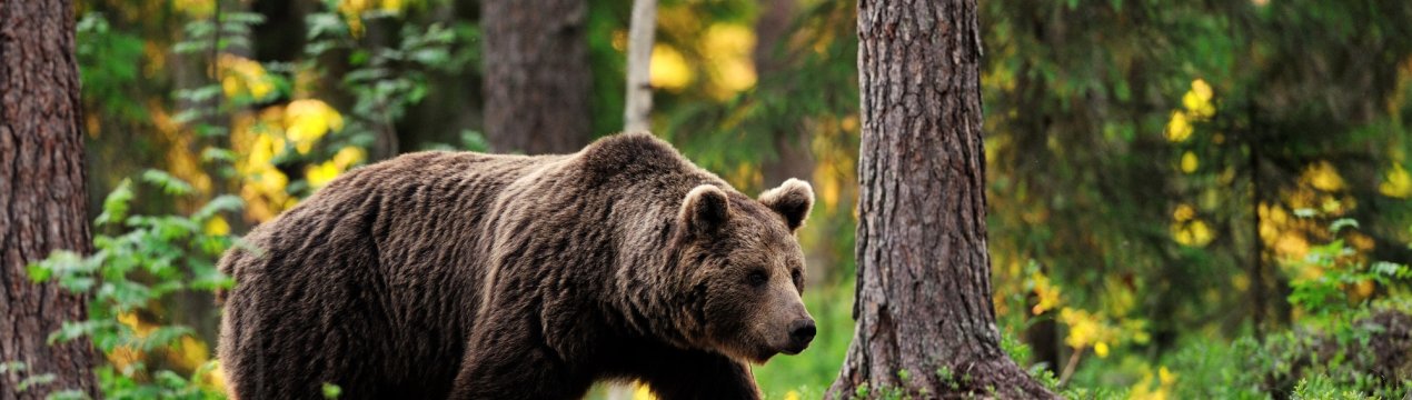 На Уралі застрелили ведмедя, який тероризував місцевий худоба