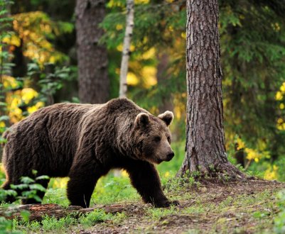 На Уралі застрелили ведмедя, який тероризував місцевий худоба