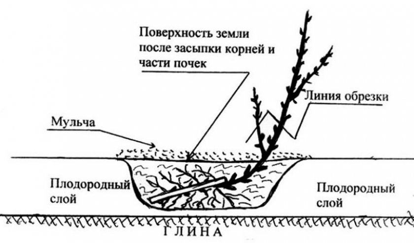 Сорт смородины розовый жемчуг фото. 98958.pu260c.840. Сорт смородины розовый жемчуг фото фото. Сорт смородины розовый жемчуг фото-98958.pu260c.840. картинка Сорт смородины розовый жемчуг фото. картинка 98958.pu260c.840. Розовая смородина — ягодный кустарник. А ее вкусные, ароматные, полезные плоды давно зарекомендовали себя с положительной стороны. Приобретенная популярность не теряет актуальности и на сегодняшний день. Происхождение садовой смородины как культуры уходит далеко своими корнями. В 19-й век, когда ее, представительницу лесной фауны, выкапывали и определяли на подворья.