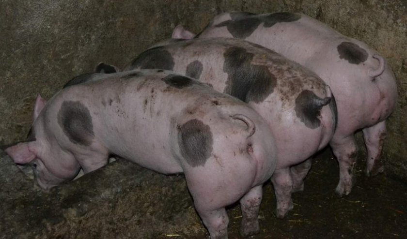 Свиньи породы Пьетрен
