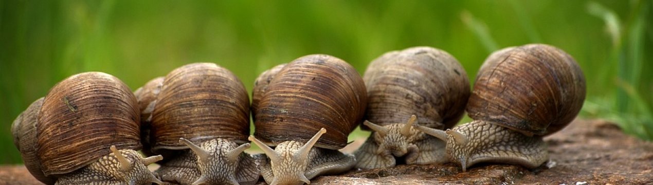 «Слизький» бізнес: у Хмельницькій області планують освоїти новий напрямок сільського господарства