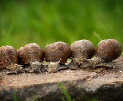 «Слизький» бізнес: у Хмельницькій області планують освоїти новий напрямок сільського господарства