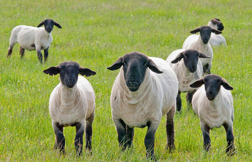 Розмноження овець Розмноження овець