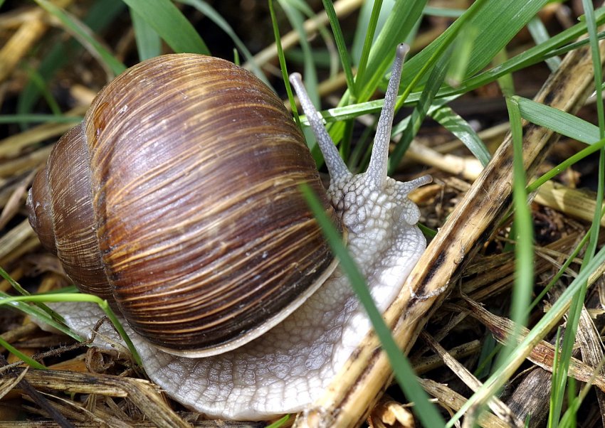 «Слизький» бізнес: у Хмельницькій області планують освоїти новий напрямок сільського господарства