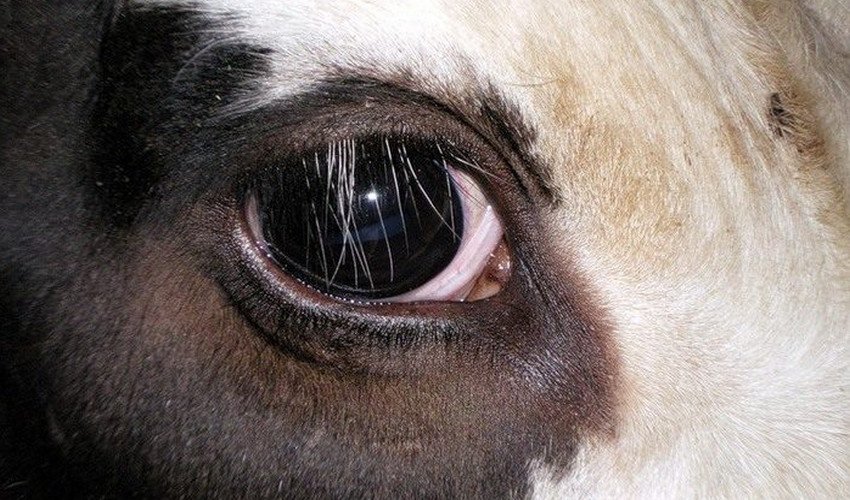 Очі корови Очі корови