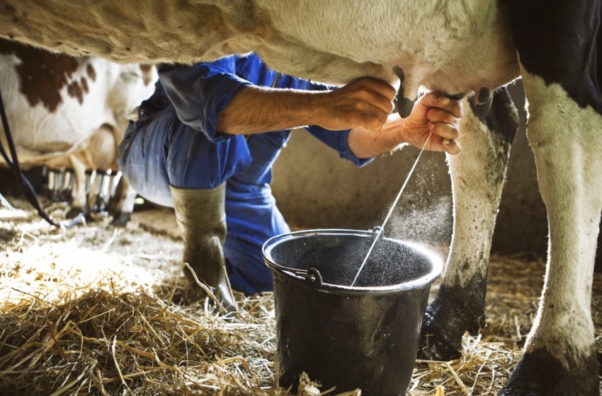 Можно ли пить молоко больных животных