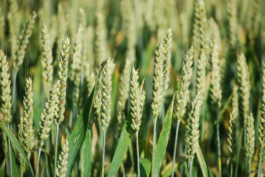 В шести районах Житомирської області почалося збирання врожаю ранніх зернових В шести районах Житомирської області почалося збирання врожаю ранніх зернових