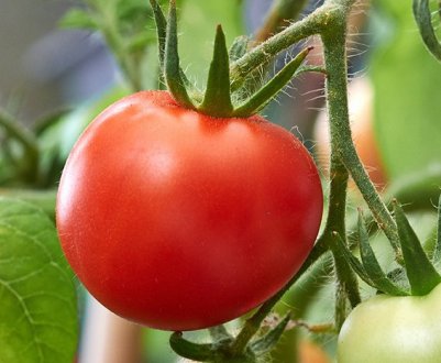 Як підгодувати помідори дріжджами: найкращі рецепти добрива