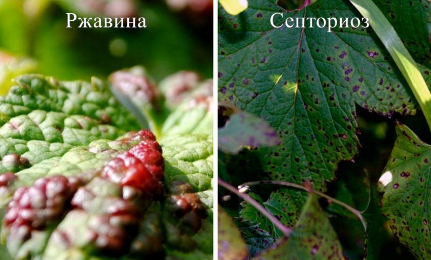 Болезни Смородины Описание С Фотографиями Лечение
