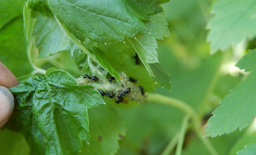 Попелиця на смородині
