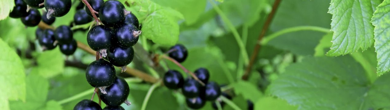 Сорт чорної смородини Чорний перли: урожайність, смакові якості