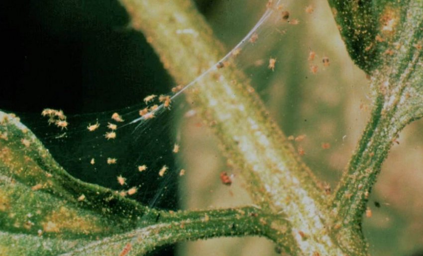 Павутинний кліщ