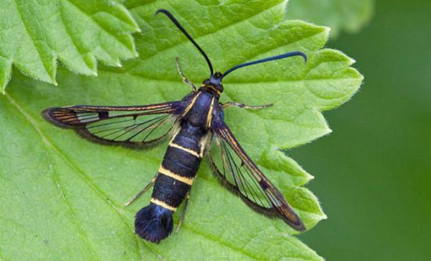 Стеклянница на смородині