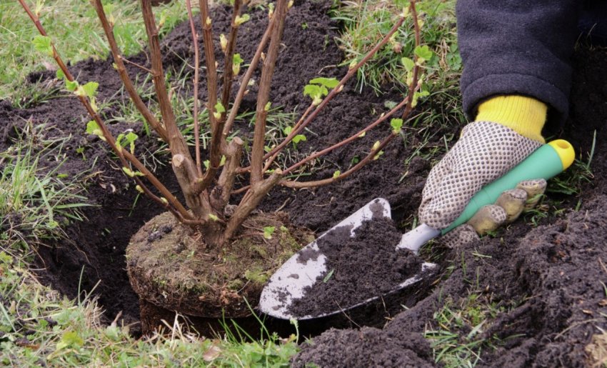 Посадка смородини