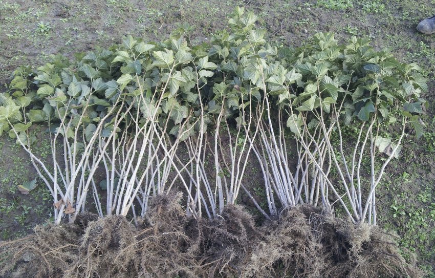 Саджанці смородини