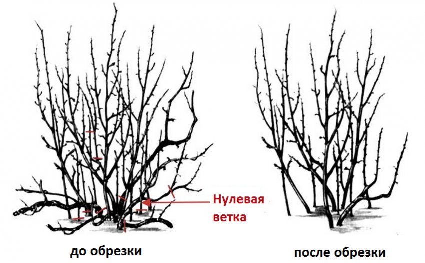 Правильна обрізка куща чорної смородини