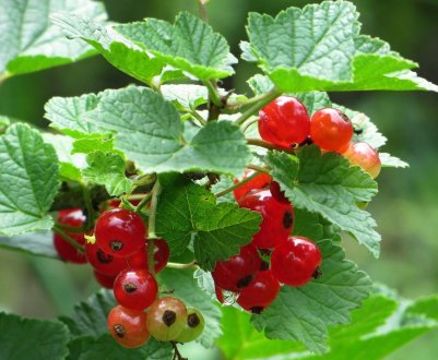 Хвороби та шкідники червоної смородини