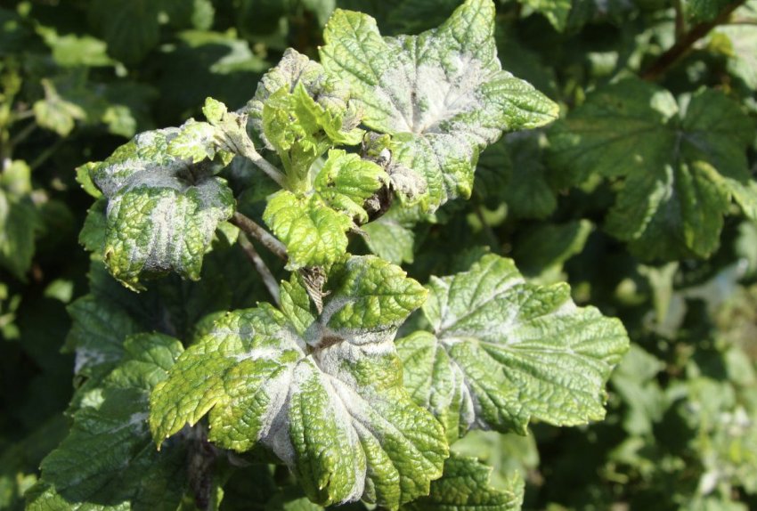 Борошниста роса на смородині