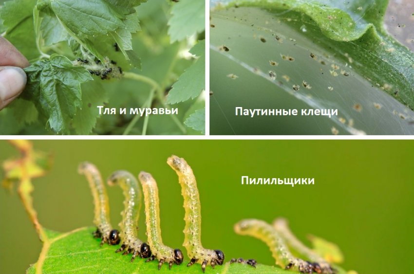 Шкідники смородини Чорний перли