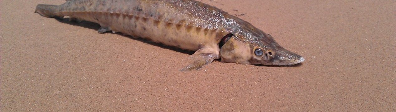 Українські вчені розробили унікальну технологію вирощування осетрових риб